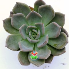 Echeveria Silver Queen- Işıkla Rengi Koyulaşır Sukulent-5,5 cm Saksıda