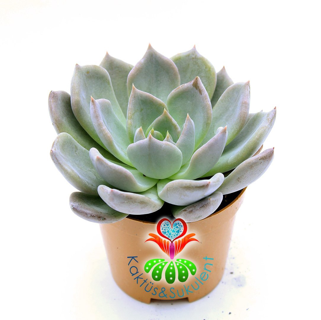 Echeveria Silver Queen- Işıkla Rengi Koyulaşır Sukulent-5,5 cm Saksıda