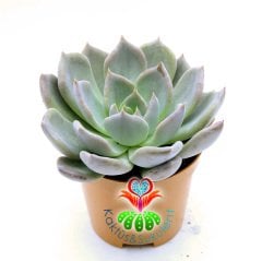 Echeveria Silver Queen- Işıkla Rengi Koyulaşır Sukulent-5,5 cm Saksıda