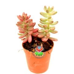 Sedum Rubrotinctum 'Aurora' –Mükemmel Doğal Pembe Renk Fasulye Şekilli Yapraklı 5,5 cm Saksıda Sukulent.1.Sınıf İthal- Pink Jelly Bean