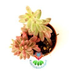 Sedum Rubrotinctum 'Aurora' –Mükemmel Doğal Pembe Renk Fasulye Şekilli Yapraklı 5,5 cm Saksıda Sukulent.1.Sınıf İthal- Pink Jelly Bean