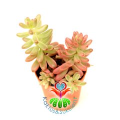 Sedum Rubrotinctum 'Aurora' –Mükemmel Doğal Pembe Renk Fasulye Şekilli Yapraklı 5,5 cm Saksıda Sukulent.1.Sınıf İthal- Pink Jelly Bean