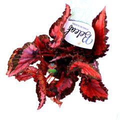 Begonia Inca Night-Kırmızı Siyah Renk Yapraklı Begonya Rex 10,5 cm Saksıda