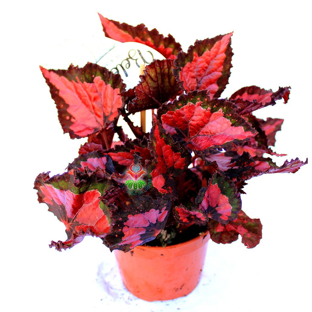 Begonia Inca Night-Kırmızı Siyah Renk Yapraklı Begonya Rex 10,5 cm Saksıda