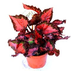 Begonia Inca Night-Kırmızı Siyah Renk Yapraklı Begonya Rex 10,5 cm Saksıda