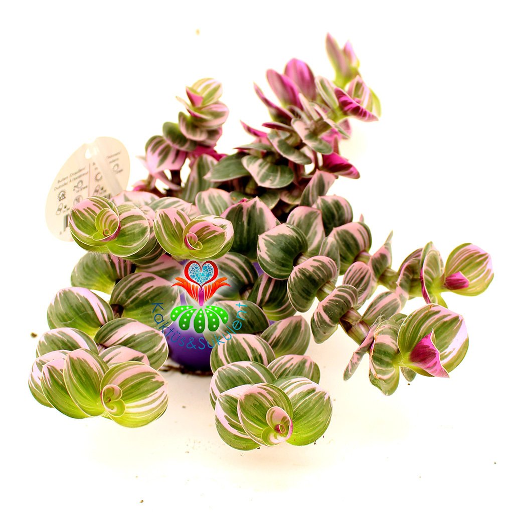 Tradescantia 'Nanouk' - Pembe Yeşil Beyaz Tonlarında Mükemmel Renkli ve Yapraklı Telgraf Çiçeği-8,5 cm Saksıda Büyük Boy-Çok Nadir Tür