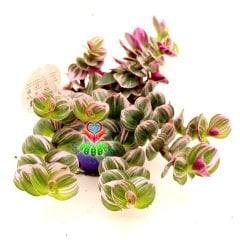 Tradescantia 'Nanouk' - Pembe Yeşil Beyaz Tonlarında Mükemmel Renkli ve Yapraklı Telgraf Çiçeği-8,5 cm Saksıda Büyük Boy-Çok Nadir Tür