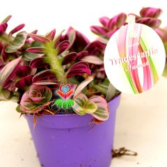 Tradescantia 'Nanouk' - Pembe Yeşil Beyaz Tonlarında Mükemmel Renkli ve Yapraklı Telgraf Çiçeği-8,5 cm Saksıda Büyük Boy-Çok Nadir Tür