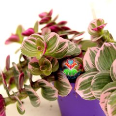 Tradescantia 'Nanouk' - Pembe Yeşil Beyaz Tonlarında Mükemmel Renkli ve Yapraklı Telgraf Çiçeği-8,5 cm Saksıda Büyük Boy-Çok Nadir Tür