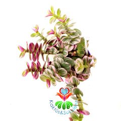 Tradescantia 'Nanouk' - Pembe Yeşil Beyaz Tonlarında Mükemmel Renkli ve Yapraklı Telgraf Çiçeği-8,5 cm Saksıda Büyük Boy-Çok Nadir Tür