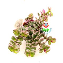 Tradescantia 'Nanouk' - Pembe Yeşil Beyaz Tonlarında Mükemmel Renkli ve Yapraklı Telgraf Çiçeği-8,5 cm Saksıda Büyük Boy-Çok Nadir Tür