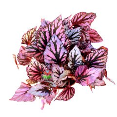 Begonia Evening Glow -Pembe ve Metalik Gri Renk Yapraklı Begonya Rex 10,5 cm Saksıda