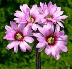 Echinocereus Poselgeri- Mor Renk Çiçek Açar Çok Nadir Tür-8,5 cm Saksıda