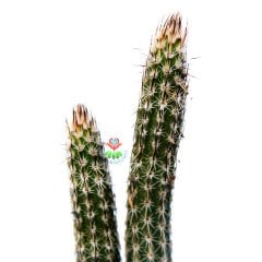 Echinocereus Poselgeri- Mor Renk Çiçek Açar Çok Nadir Tür-8,5 cm Saksıda