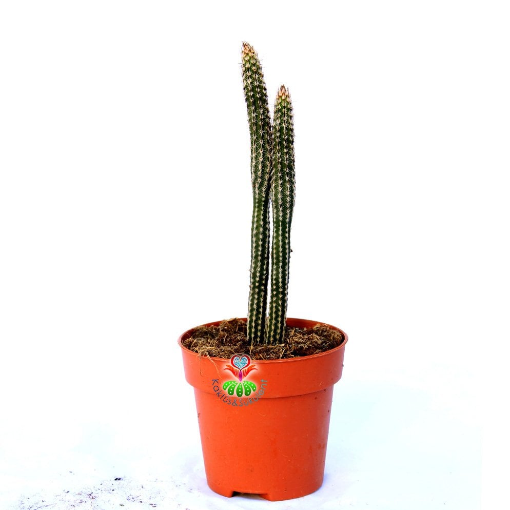 Echinocereus Poselgeri- Mor Renk Çiçek Açar Çok Nadir Tür-8,5 cm Saksıda