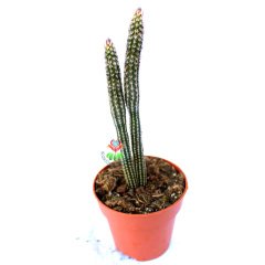 Echinocereus Poselgeri- Mor Renk Çiçek Açar Çok Nadir Tür-8,5 cm Saksıda