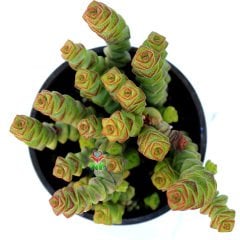 Crassula f. marnieriana 'Hottentot'- Düğme Formlu Kat Kat Sukulent-8,5 cm Saksıda