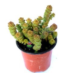 Crassula f. marnieriana 'Hottentot'- Düğme Formlu Kat Kat Sukulent-8,5 cm Saksıda