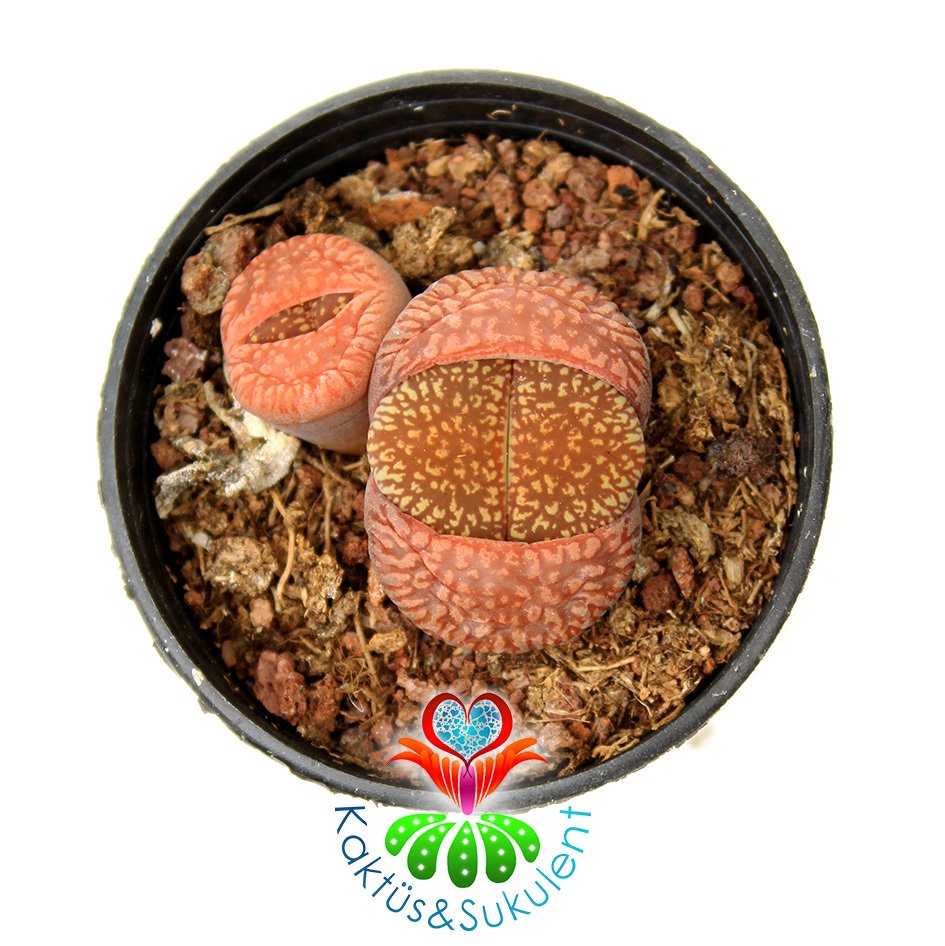 Lithops Hookeri Koyu Turuncu Renk -5,5 cm Saksıda -Yaşayan Taş Kaktüs-Altıntaş-Sarı Renk Çiçek Açar