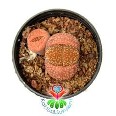 Lithops Hookeri Koyu Turuncu Renk -5,5 cm Saksıda -Yaşayan Taş Kaktüs-Altıntaş-Sarı Renk Çiçek Açar