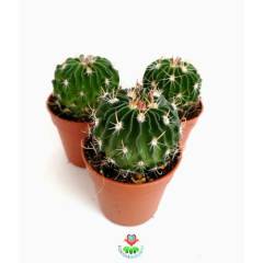 Echinofossulocactus (Stenocactus) Multicostatus -5,5 cm saksıda