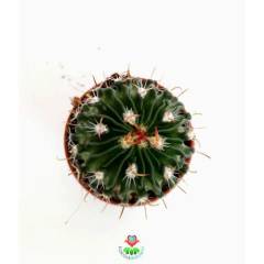 Echinofossulocactus (Stenocactus) Multicostatus -5,5 cm saksıda