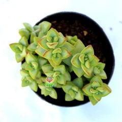 Crassula Rupestris- Simetrik Formlu Kat Kat Sukulent-8,5 cm Saksıda