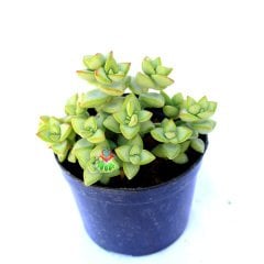 Crassula Rupestris- Simetrik Formlu Kat Kat Sukulent-8,5 cm Saksıda