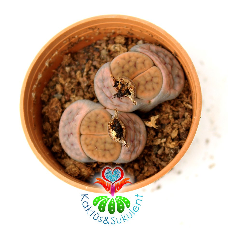 Lithops Hookeri var. Lutea -Kahve Tonlarında -5,5 cm Saksıda -Yaşayan Taş Kaktüs-Altıntaş-Sarı Renk Çiçek Açar