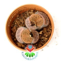 Lithops Hookeri var. Lutea -Kahve Tonlarında -5,5 cm Saksıda -Yaşayan Taş Kaktüs-Altıntaş-Sarı Renk Çiçek Açar