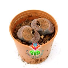 Lithops Hookeri var. Lutea -Kahve Tonlarında -5,5 cm Saksıda -Yaşayan Taş Kaktüs-Altıntaş-Sarı Renk Çiçek Açar