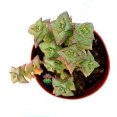 Crassula Perforata - Simetrik Sivri Formlu Kat Kat Sukulent-8,5 cm Saksıda