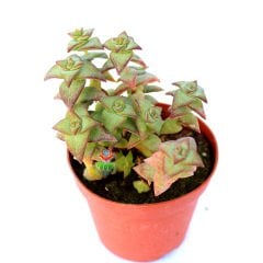 Crassula Perforata - Simetrik Sivri Formlu Kat Kat Sukulent-8,5 cm Saksıda