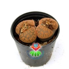 Lithops Lesliei  -Bronz Tonlarında -5,5 cm Saksıda -Yaşayan Taş Kaktüs-Altıntaş-Sarı Renk Çiçek Açar