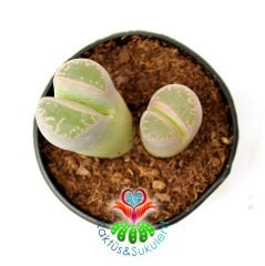 Lithops Olivacea -Açık Yeşil Tonlarında -5,5 cm Saksıda -Yaşayan Taş Kaktüs-Altıntaş-Sarı Renk Çiçek Açar