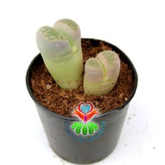 Lithops Olivacea -Açık Yeşil Tonlarında -5,5 cm Saksıda -Yaşayan Taş Kaktüs-Altıntaş-Sarı Renk Çiçek Açar