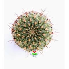 Kaktüs, Sulcorebutia Hoffmanniana - Alev Rengi Çiçek Açar 5,5 cm saksıda-Koleksiyonluk Kaktüs Çeşidi