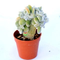 Echeveria Setosa Cristata 5,5 cm Saksıda Beyaz Renk Tüylü Yapraklı Sert Kemik Formlu Gövdeli