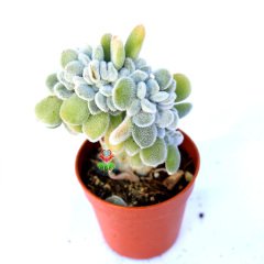 Echeveria Setosa Cristata 5,5 cm Saksıda Beyaz Renk Tüylü Yapraklı Sert Kemik Formlu Gövdeli