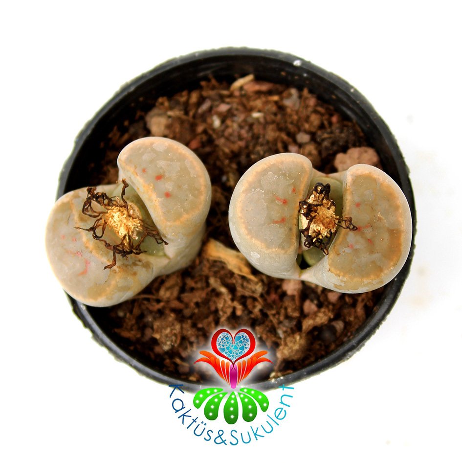 Lithops Brevis -Açık Turuncu Tonlarında -5,5 cm Saksıda -Yaşayan Taş Kaktüs-Altıntaş-Sarı Renk Çiçek Açar