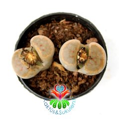 Lithops Brevis -Açık Turuncu Tonlarında -5,5 cm Saksıda -Yaşayan Taş Kaktüs-Altıntaş-Sarı Renk Çiçek Açar