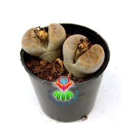 Lithops Brevis -Açık Turuncu Tonlarında -5,5 cm Saksıda -Yaşayan Taş Kaktüs-Altıntaş-Sarı Renk Çiçek Açar