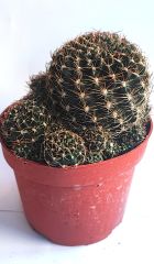 Sulcorebutia Hoffmanniana - Alev Rengi Çiçek Açar 10,5 cm saksıda-Koleksiyonluk Kaktüs Çeşidi