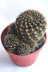 Sulcorebutia Hoffmanniana - Alev Rengi Çiçek Açar 10,5 cm saksıda-Koleksiyonluk Kaktüs Çeşidi