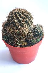 Sulcorebutia Hoffmanniana - Alev Rengi Çiçek Açar 10,5 cm saksıda-Koleksiyonluk Kaktüs Çeşidi