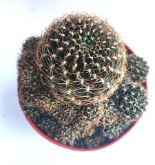 Sulcorebutia Hoffmanniana - Alev Rengi Çiçek Açar 10,5 cm saksıda-Koleksiyonluk Kaktüs Çeşidi