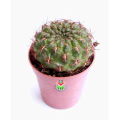 Nadir Tür Kaktüs, Sulcorebutia Tiraquensis var. Aguilarii -5,5 cm saksıda-Teraryum, Sukulent