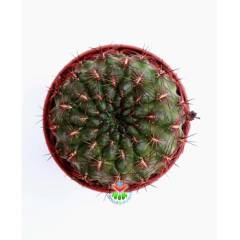 Nadir Tür Kaktüs, Sulcorebutia Tiraquensis var. Aguilarii -5,5 cm saksıda-Teraryum, Sukulent