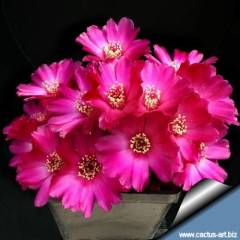 Nadir Tür Kaktüs, Sulcorebutia Tiraquensis var. Aguilarii -5,5 cm saksıda-Teraryum, Sukulent