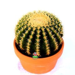 Echinocactus Grusonii var. Intermedius-Küçük Dikenli Altın Varil Kaktüs 17 cm Saksıda